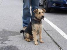 Welsh Terrier Mix H�ndin Hexi, 8 Monate