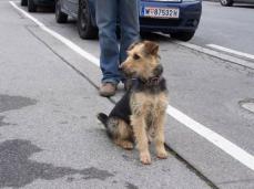 Welsh Terrier Mix H�ndin Hexi, 8 Monate
