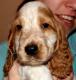 Cockerspanielwelpen