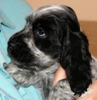 Cockerspanielwelpen