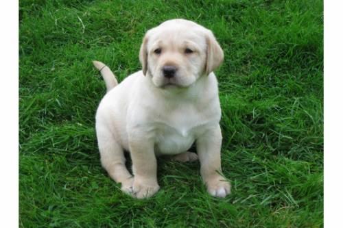 schoene_golden_labrador_retriever_welpen_1