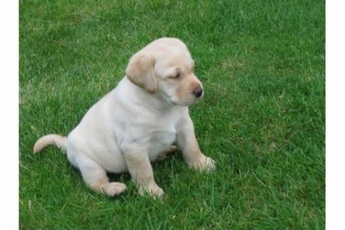 schoene_golden_labrador_retriever_welpen_2