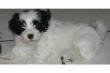 Havaneser H�ndin 10 Wochen alt