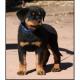 gezogene Rottweiler Welpen