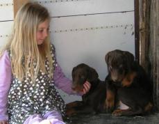 Dobermann f�r Familie, Freizeit und Sport