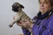 Mops Welpen 12 wochen alt
