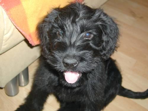riesenschnauzer_welpen_suchen_neue_hundeeltern_3