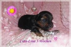 Yorkshire Terrier Welpen