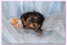 Yorkshire Terrier Welpen
