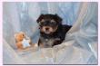 Super s��e gaaanz kleine Yorkshire Terrier