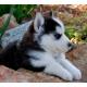 Reinrassige Sibirien Husky Welpen
