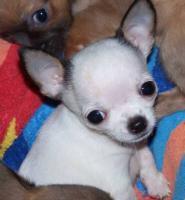 Sch�n, intelligent und verspielt Chihuahua Welpen