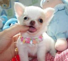 Sch�n, intelligent und verspielt Chihuahua Welpen