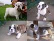 4 Englisch Bulldogge Welpen abzugeben