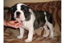 Wir haben s��e Englische Bulldogge H�ndin zu verkaufen!