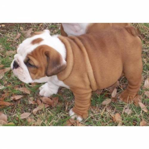 wir_haben_suesse_englische_bulldogge_huendin_zu_verkaufen_2