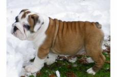 Wir haben s��e Englische Bulldogge H�ndin zu verkaufen!