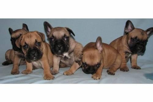 wunderschoene_reinrassige_franzoesische_bulldoggen_1