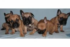 Wundersch�ne,reinrassige Franz�sische Bulldoggen