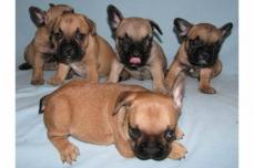 Wundersch�ne,reinrassige Franz�sische Bulldoggen