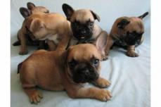 Wundersch�ne,reinrassige Franz�sische Bulldoggen