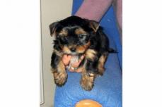 Mini Yorkshire Terrier Welpen R�de & Weibchen