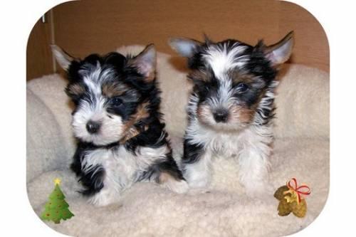 mini_yorkshire_terrier_welpen_ruede_weibchen_2
