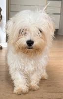 Malteser-Rde 5,5 Monate alt sucht ein Krbchen