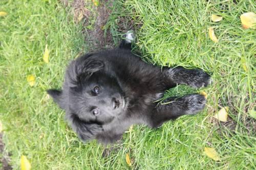 erika_riki_aufgewecktes_welpenmaedel_2