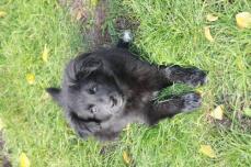 ERIKA "Riki" aufgewecktes Welpenmdel