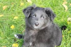 ERIKA "Riki" aufgewecktes Welpenmdel