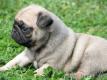 Wundersch�ner schwarzer Mops Welpen (weiblich) sucht ein neu
