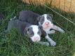 American Pitbull Welpen Abzugeben
