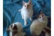 Ragdoll Kitten in blue colourpoint und blue tortie colourpoi