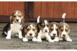 Beagle Welpen tricolor, Stammbaum