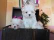 Super s��e  Mini Maltser Baby