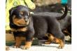Rottweiler Welpen aus ADRK Leistungszucht abzugeben.