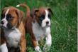 ausgefallen sch�ne Boxer-Welpen