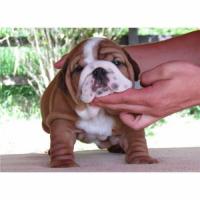 S��e English Bulldog Welpen mit Ahnentafel