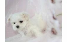 Wundersch�ne Malteserbabys