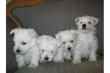 West- Highland Terrier Welpen R�den und H�ndinnen 8 Wochen m