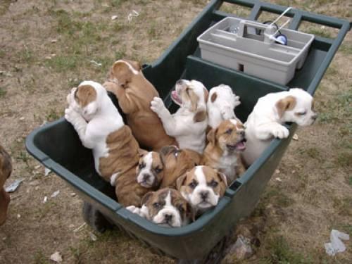 wunderschoene_englische_bulldogge_welpen_eur_1