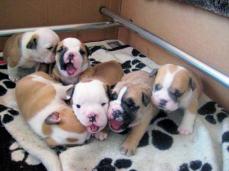 Wundersch�ne Englische Bulldogge Welpen!!(250Eur)