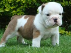 Wundersch�ne Englische Bulldogge Welpen!!(250Eur)