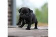 mops welpen