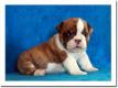 English Bulldog Welpen abzugeben mit Papieren