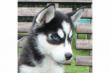 Ausgefallen sch�ne Husky - Welpen