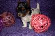 Yorkshire Terrier Welpen 8 Wochen mit Papieren