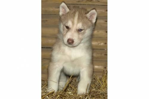 reinrassige_siberian_husky_welpen_ruede_und_huendin_3