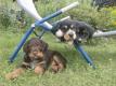 Entz�ckende, geliebte Hundebabies
